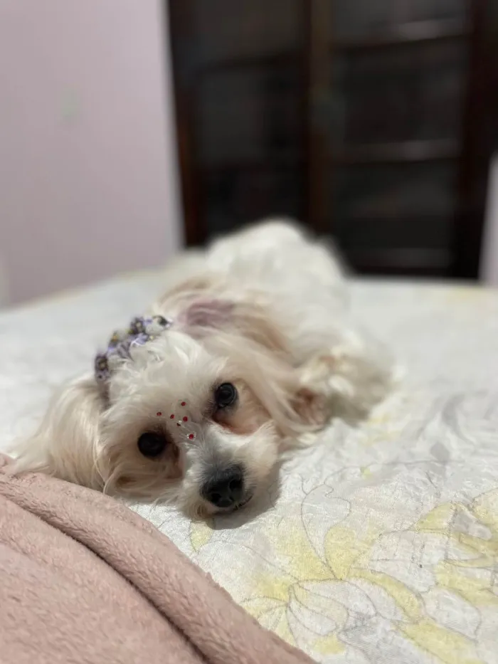 Cachorro ra a Shih-tzu  idade 1 ano nome Kiara