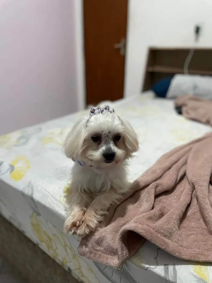 Cachorro ra a Shih-tzu  idade 1 ano nome Kiara