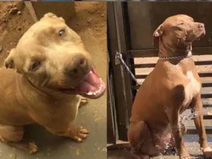 Cachorro raça Pit Bull idade 1 ano nome Condessa