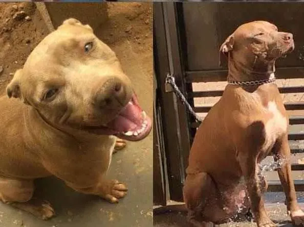 Cachorro ra a Pit Bull idade 1 ano nome Condessa