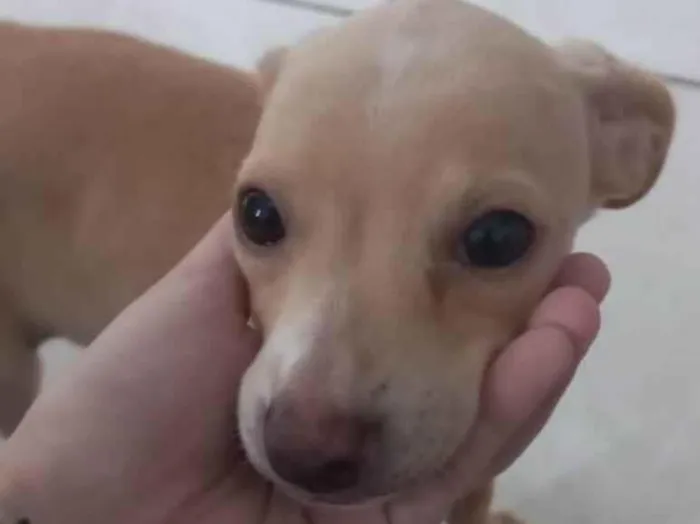 Cachorro ra a SRD idade 2 a 6 meses nome Baunilha