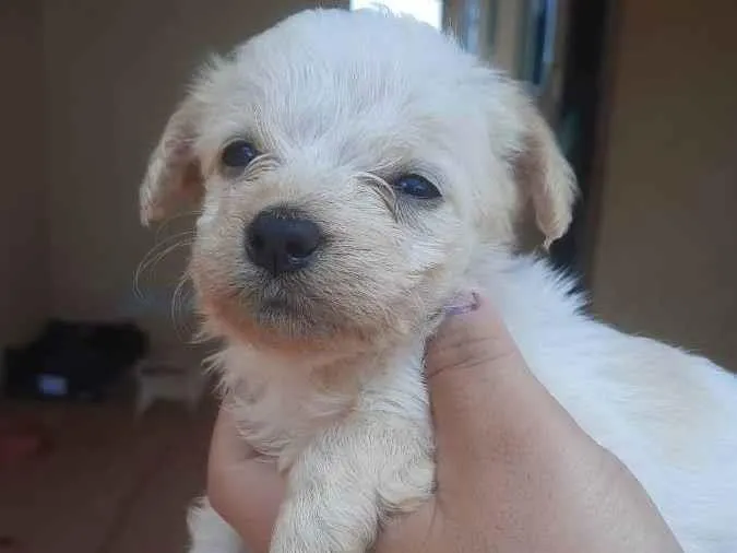 Cachorro ra a Pudlee misturado idade 2 a 6 meses nome Belinha 