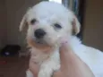 Belinha