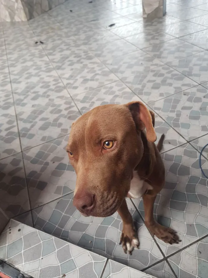 Cachorro ra a Pitbull idade 7 a 11 meses nome Zeus 