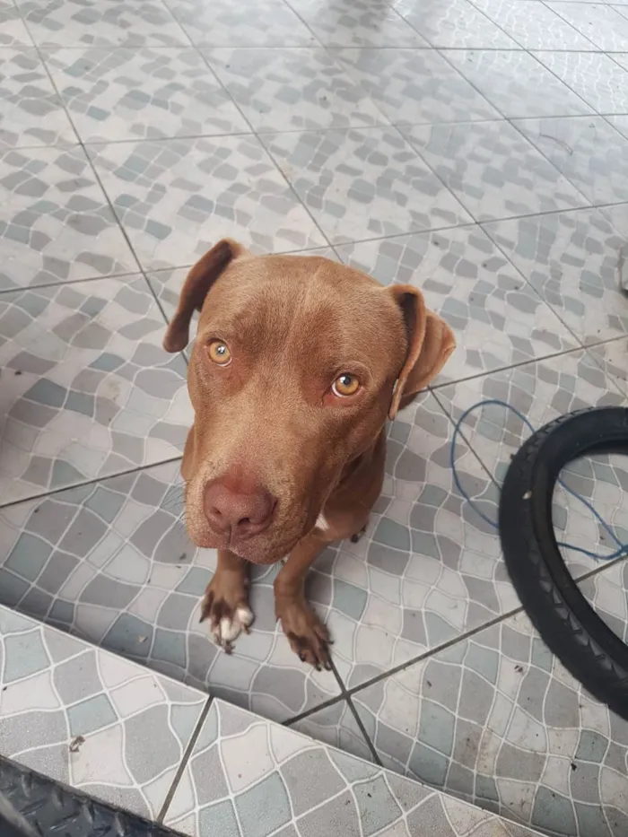 Cachorro ra a Pitbull idade 7 a 11 meses nome Zeus 