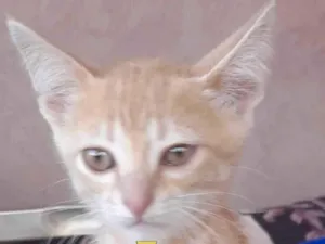 Gato raça Mestiço  idade 2 a 6 meses nome Tody 