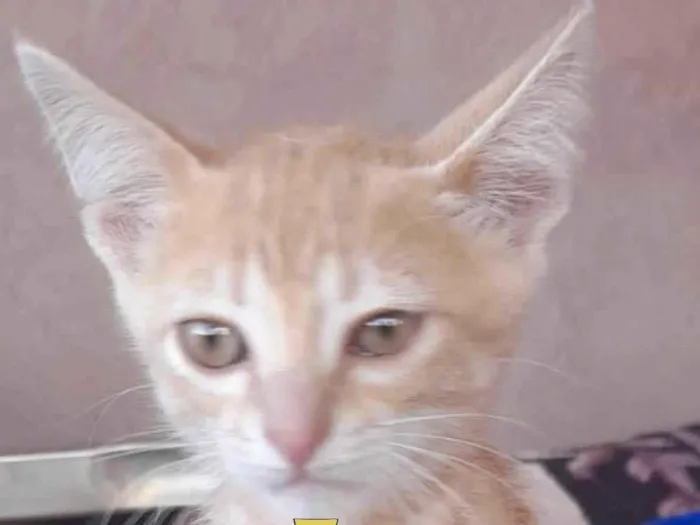 Gato ra a Mestiço  idade 2 a 6 meses nome Tody 