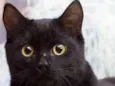 Tom 