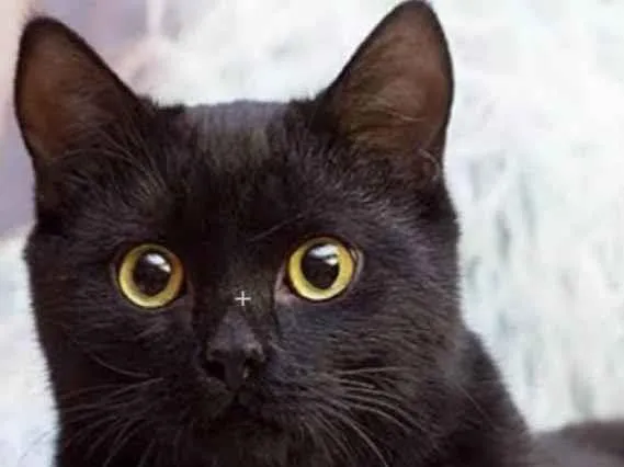 Gato ra a Mestiço  idade 1 ano nome Tom 