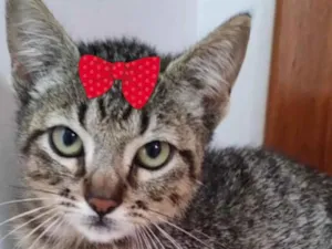 Gato raça Mestiça  idade 2 a 6 meses nome Julie 
