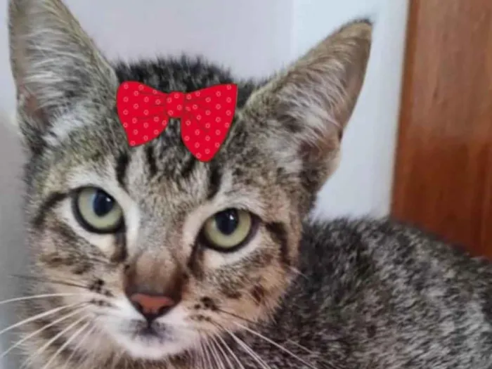 Gato ra a Mestiça  idade 2 a 6 meses nome Julie 