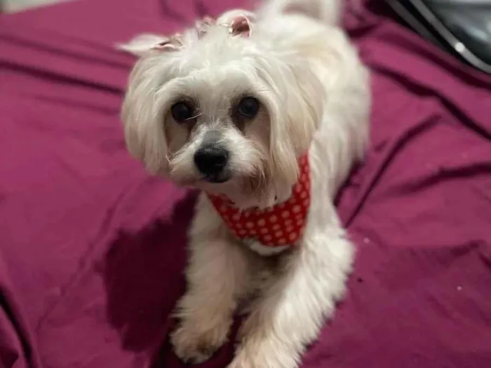 Cachorro ra a Shih-tzu  idade 1 ano nome Kiara