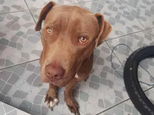 Cachorro raça Pitbull idade 7 a 11 meses nome Zeus 