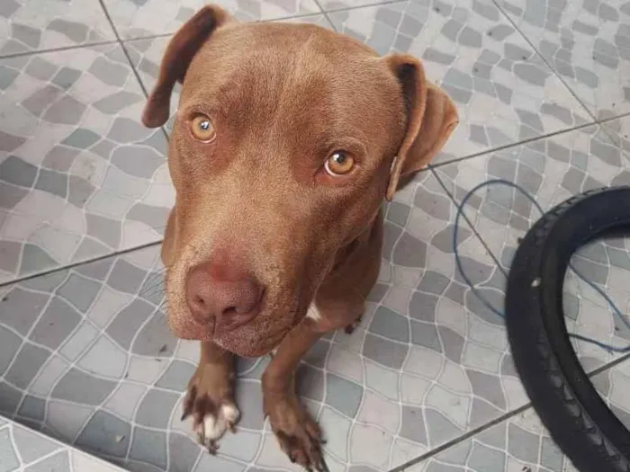 Cachorro ra a Pitbull idade 7 a 11 meses nome Zeus 