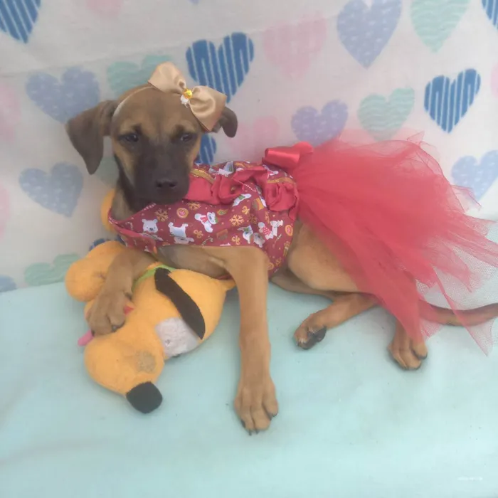 Cachorro raça Srd idade 2 a 6 meses nome Zaira