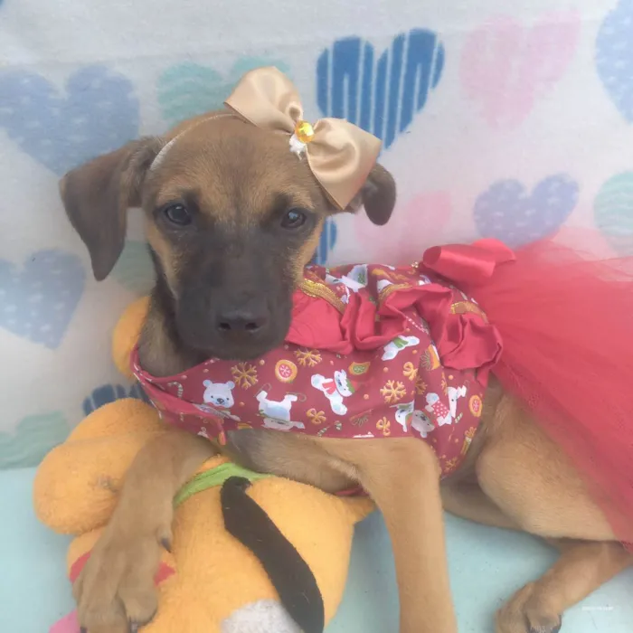 Cachorro raça Srd idade 2 a 6 meses nome Zaira