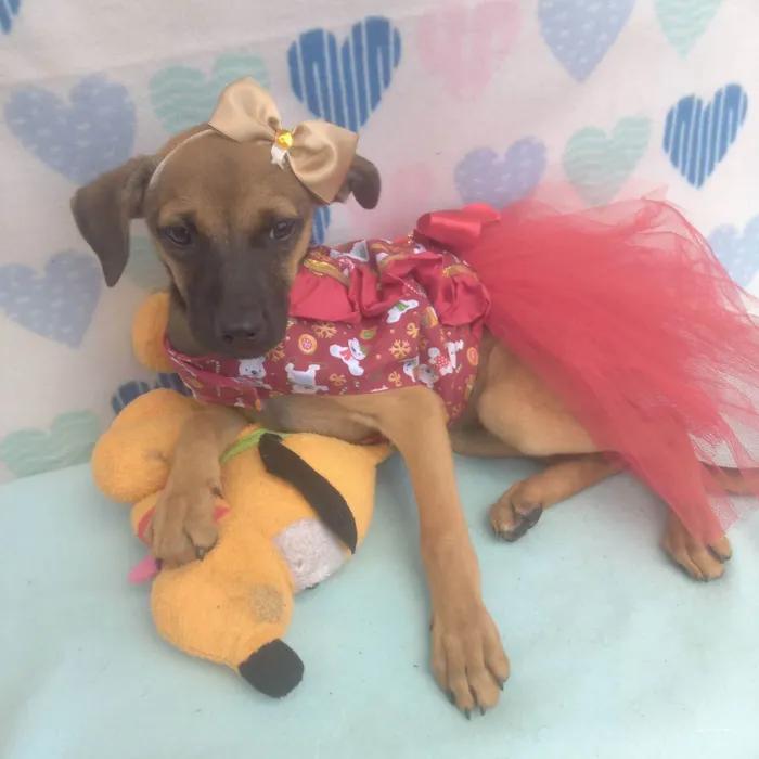 Cachorro raça Srd idade 2 a 6 meses nome Zaira