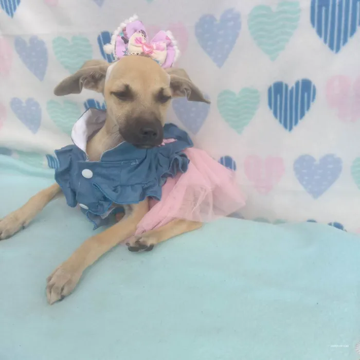 Cachorro raça Srd idade 2 a 6 meses nome Dora 