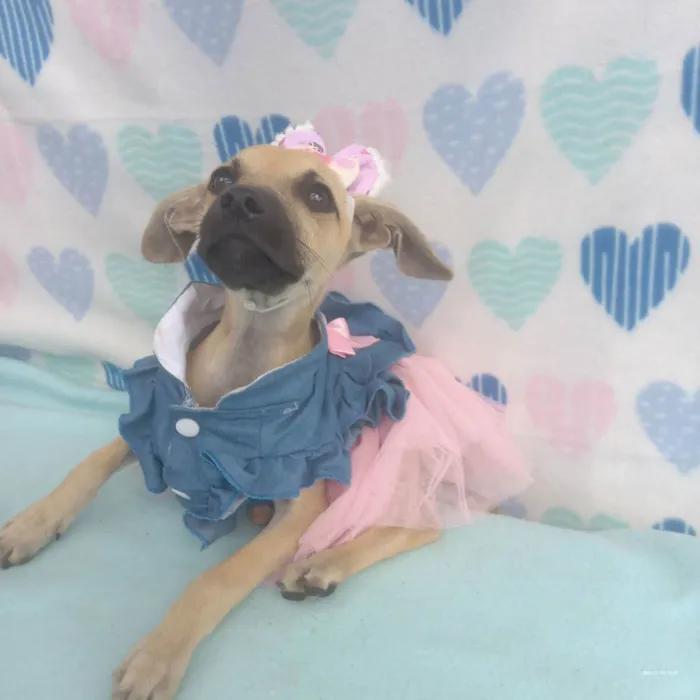 Cachorro raça Srd idade 2 a 6 meses nome Dora 