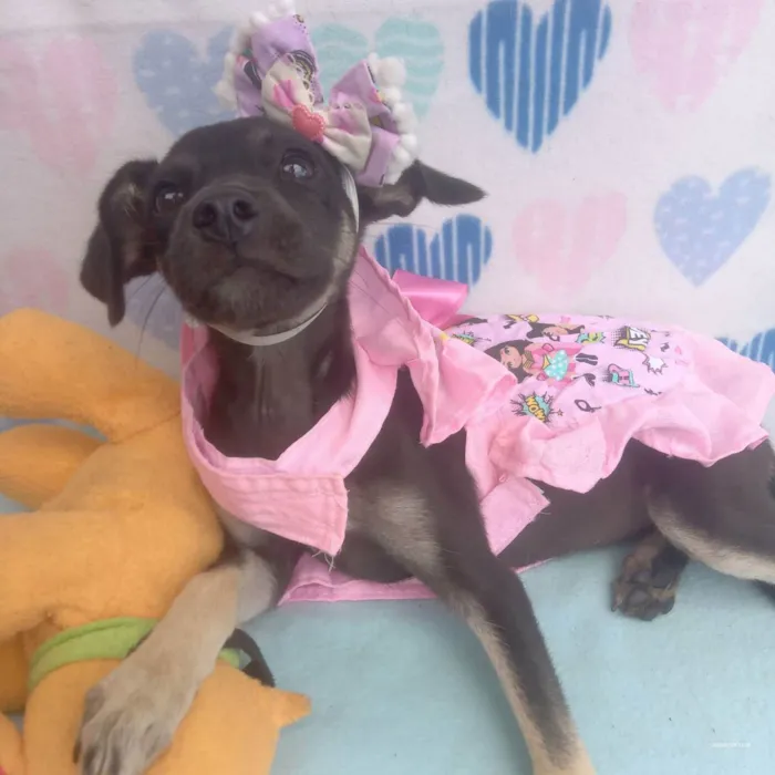 Cachorro raça Srd idade 2 a 6 meses nome Meg