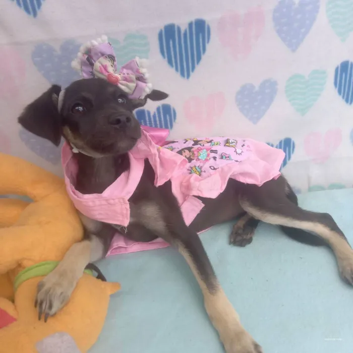 Cachorro raça Srd idade 2 a 6 meses nome Meg