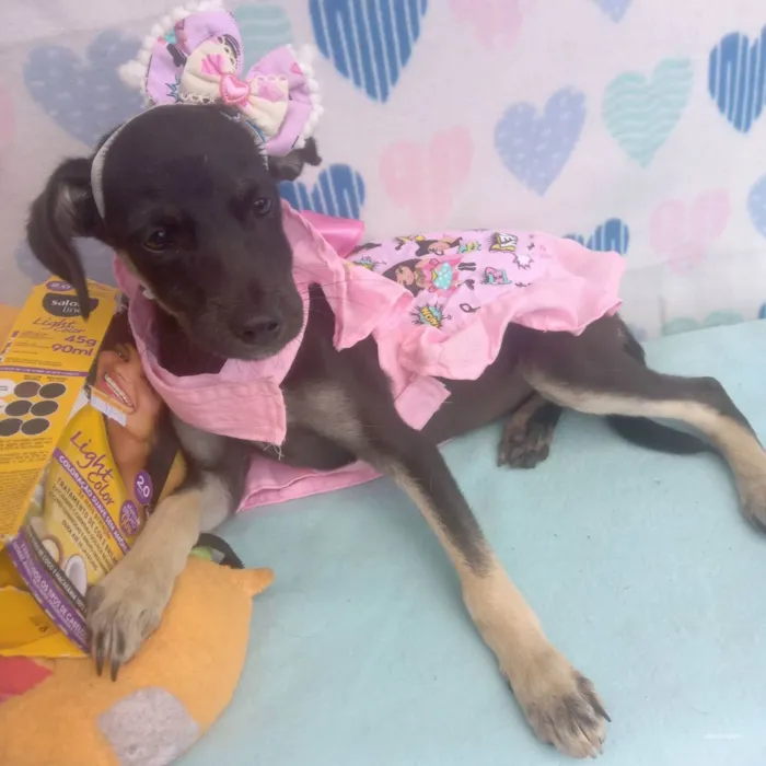 Cachorro raça Srd idade 2 a 6 meses nome Meg