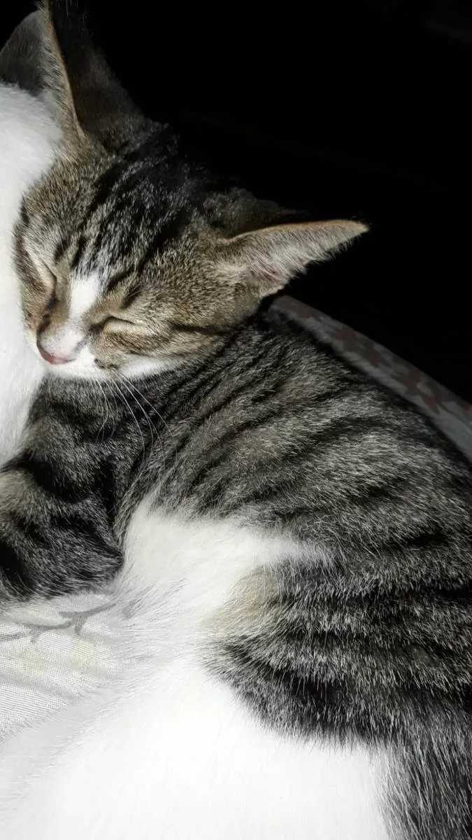 Gato ra a  idade 2 a 6 meses nome Mia