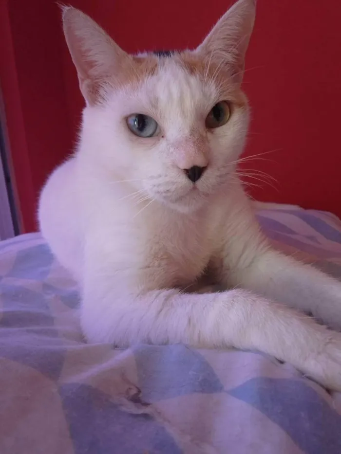 Gato ra a  idade  nome EMMA