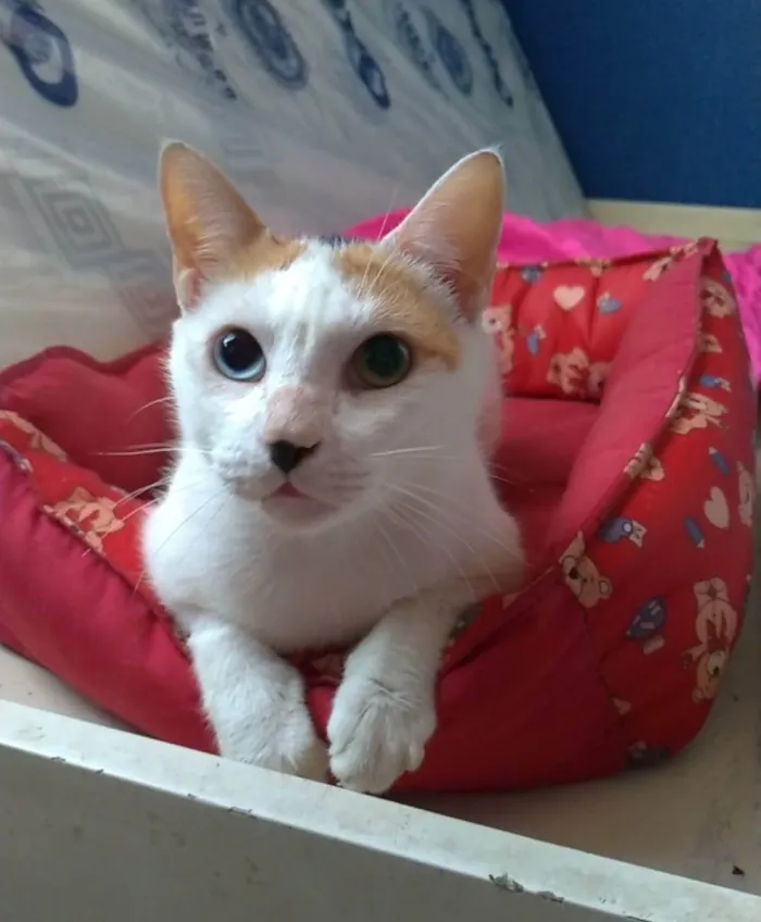 Gato ra a  idade  nome EMMA