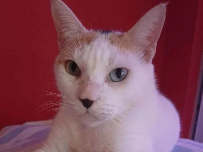 Gato ra a  idade  nome EMMA