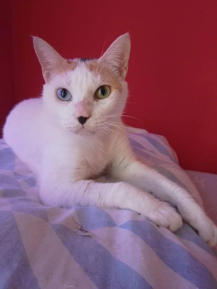 Gato ra a  idade  nome EMMA