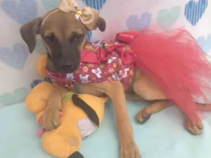 Cachorro raça Srd idade 2 a 6 meses nome Zaira
