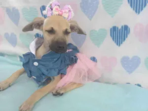 Cachorro raça Srd idade 2 a 6 meses nome Dora 