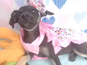 Cachorro raça Srd idade 2 a 6 meses nome Meg