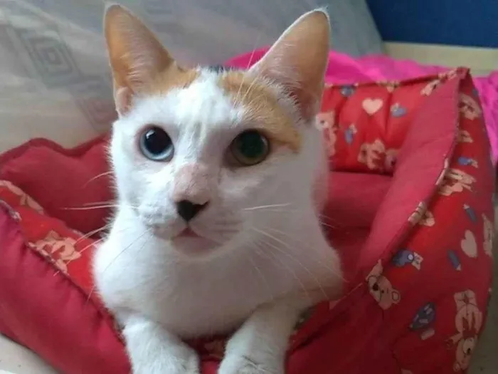 Gato ra a  idade  nome EMMA