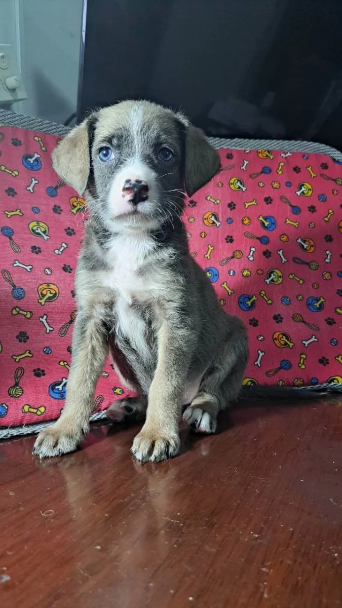 Cachorro ra a SRD idade 2 a 6 meses nome Sheli