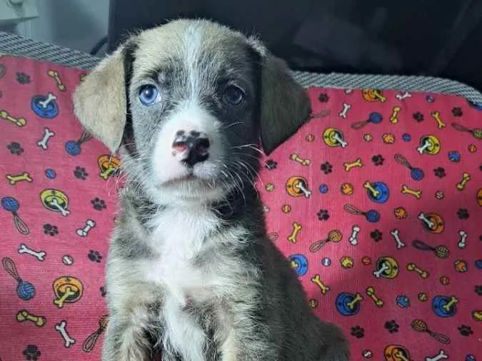 Cachorro ra a SRD idade 2 a 6 meses nome Sheli
