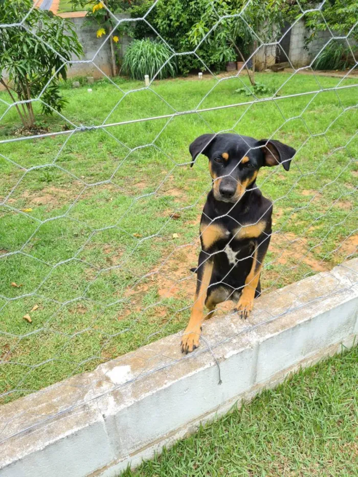 Cachorro raça Vira-lata idade 1 ano nome Mary Jane