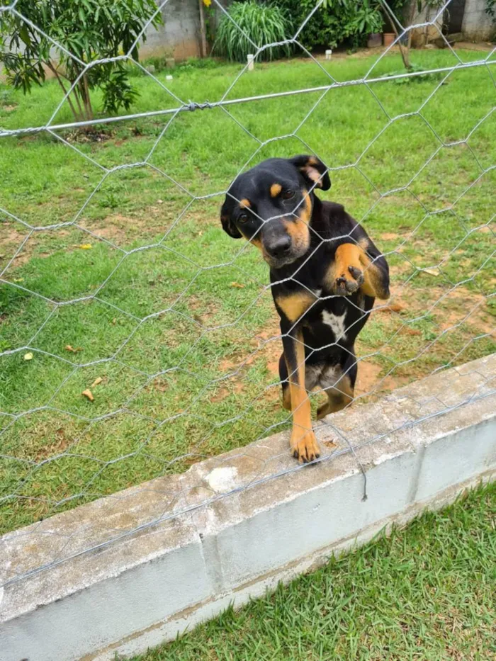 Cachorro raça Vira-lata idade 1 ano nome Mary Jane