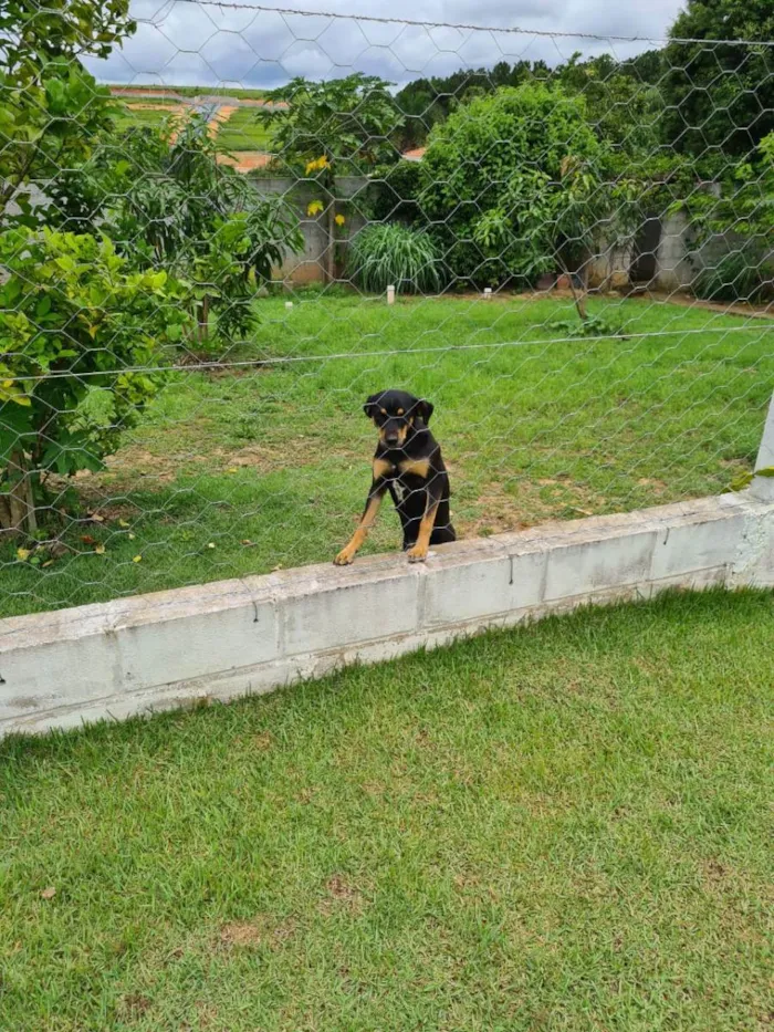 Cachorro raça Vira-lata idade 1 ano nome Mary Jane