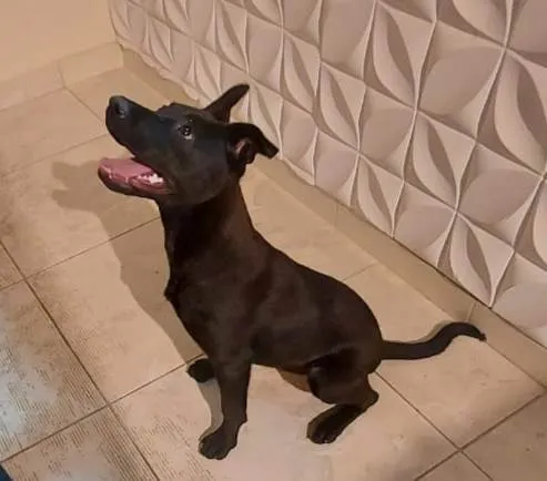 Cachorro ra a Pitbull c/ Vira lata idade 7 a 11 meses nome Ruby