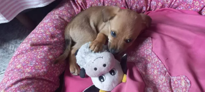 Cachorro raça Sem raça definida idade 2 a 6 meses nome Xurulipa