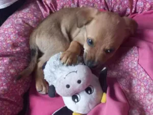 Cachorro raça Sem raça definida idade 2 a 6 meses nome Xurulipa