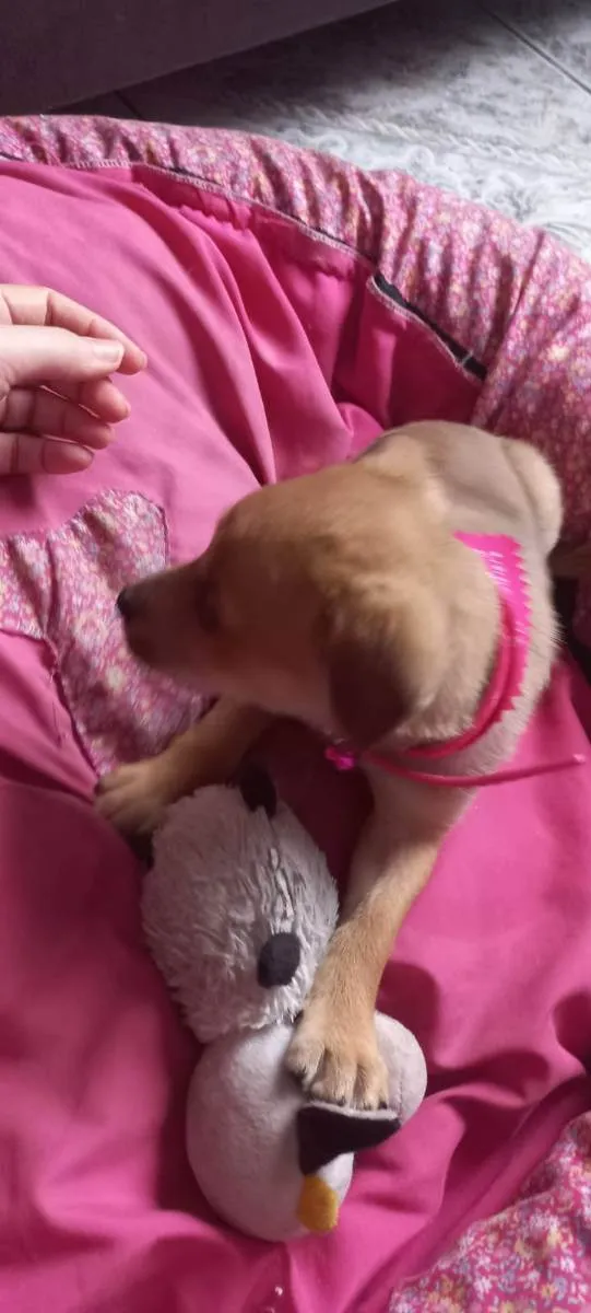 Cachorro raça Sem raça definida idade 2 a 6 meses nome Xurulipa