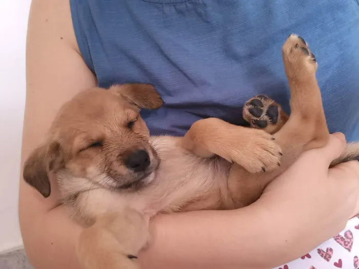 Cachorro raça Sem raça definida idade 2 a 6 meses nome Xurulipa