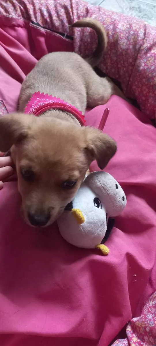 Cachorro raça Sem raça definida idade 2 a 6 meses nome Xurulipa
