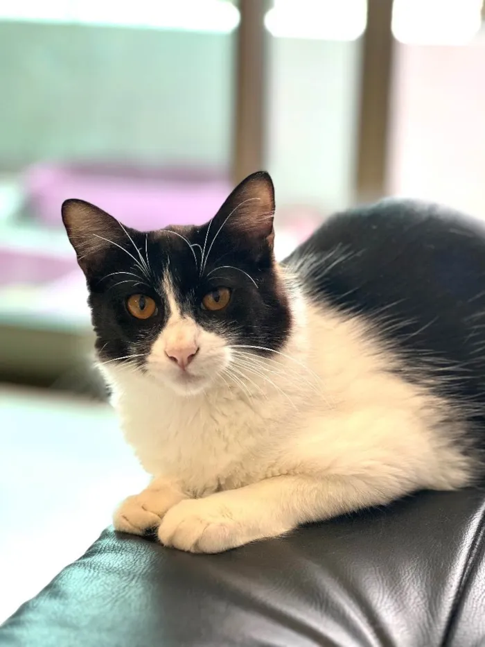 Gato ra a N/A idade 7 a 11 meses nome Leo