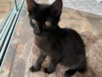 Lua