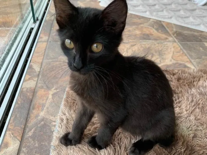 Gato raça * idade Abaixo de 2 meses nome Lua