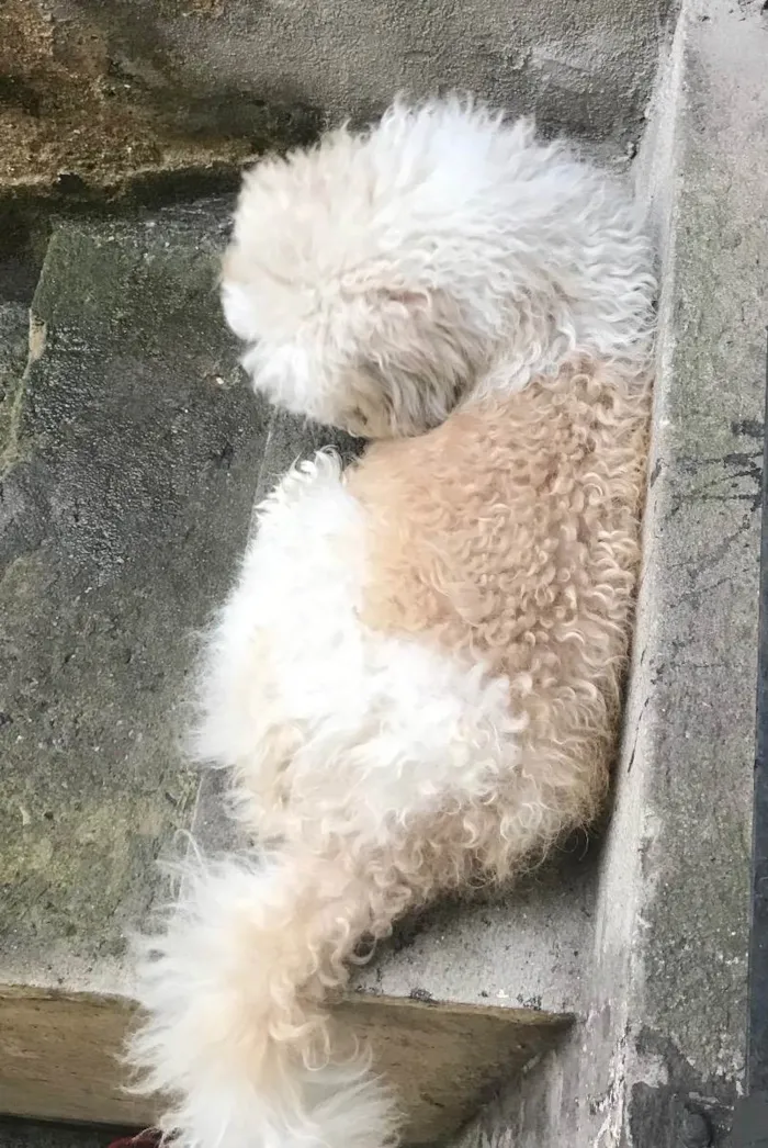 Cachorro ra a Lhasa idade 6 ou mais anos nome Bobi